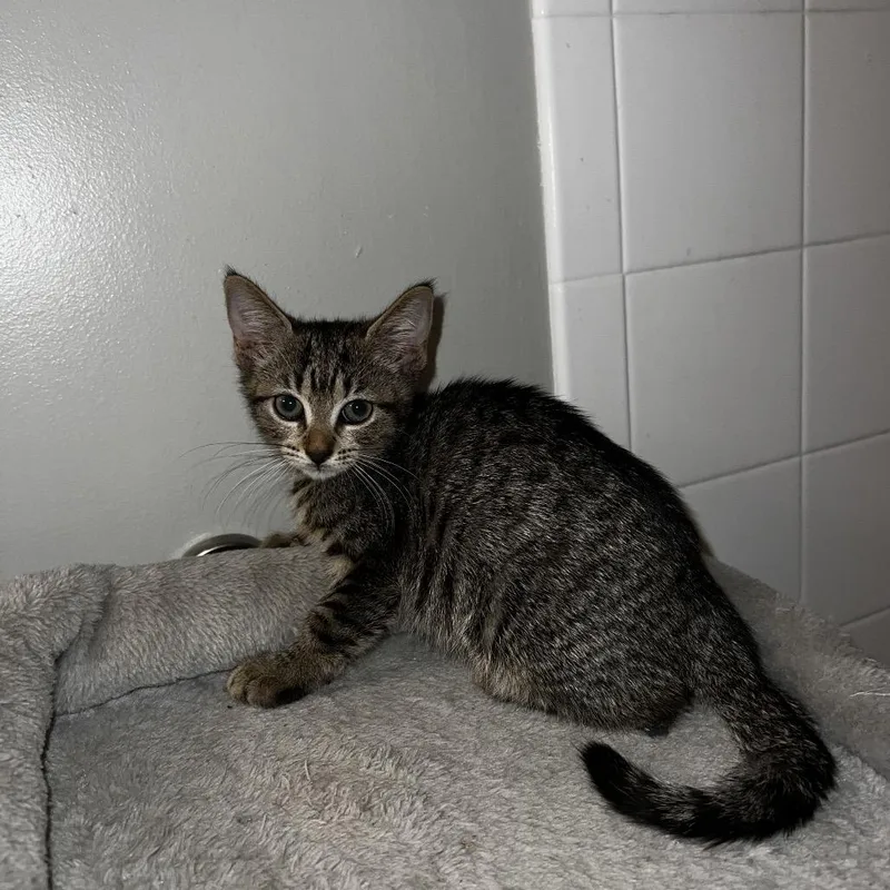 A baby small-sized female Brown / Chocolate Domestic Short Hair cat named Lita for adoption in Hamburg, NY