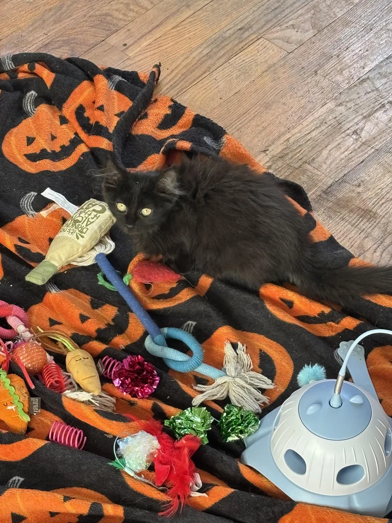 A baby small-sized female Domestic Medium Hair cat named TyLee for adoption in Bethel Park, PA