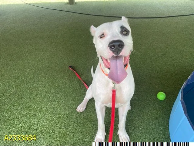 A young extra large-sized male Mixed Breed dog named Pirata for adoption in West Palm Beach, FL