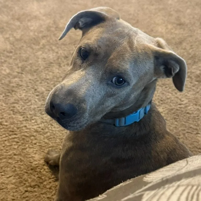 An adult medium-sized male Brown / Chocolate Chocolate Labrador Retriever dog named Dipper for adoption in Birmingham, AL
