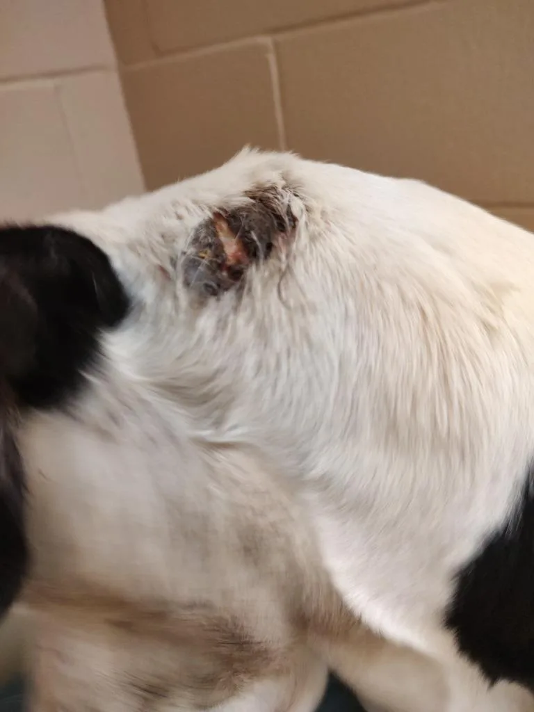 Vinny Icd thumbnail 3