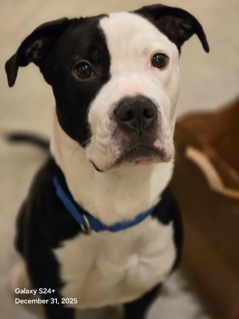 Vinny Icd thumbnail 4