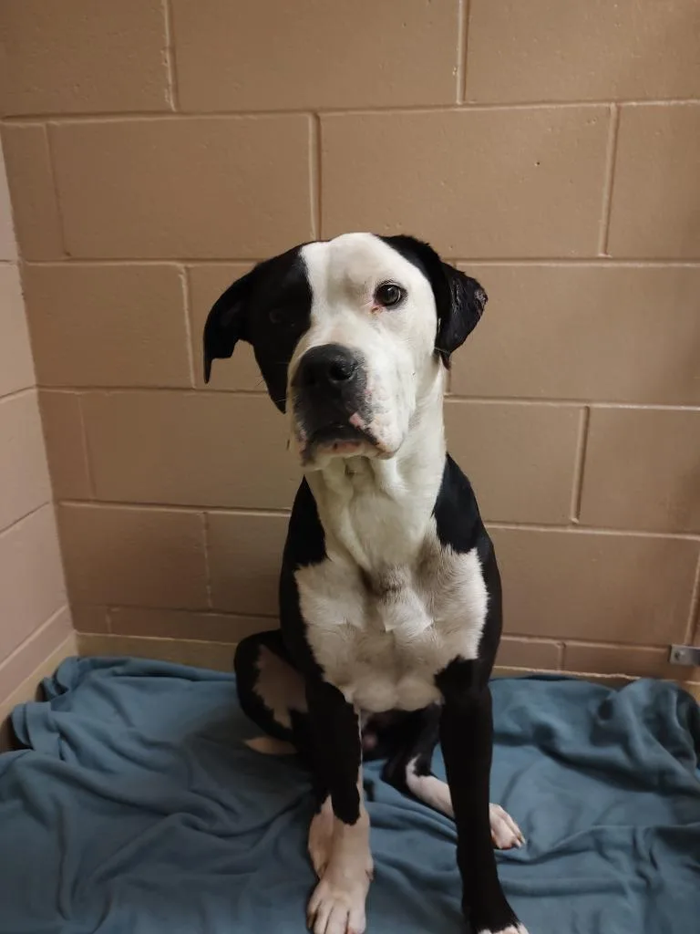 Vinny Icd thumbnail 6