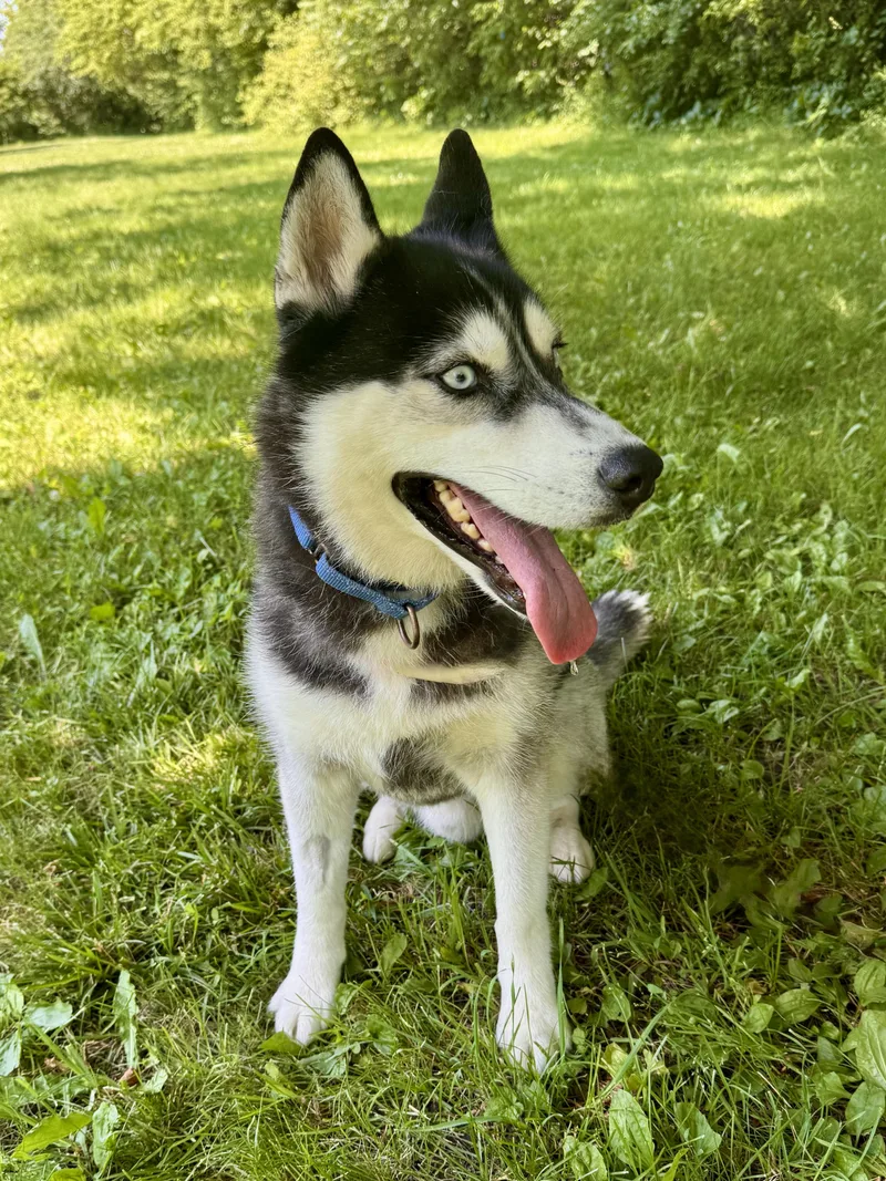 A young medium-sized male Black Siberian Husky dog named Jangles for adoption in Midland, MI