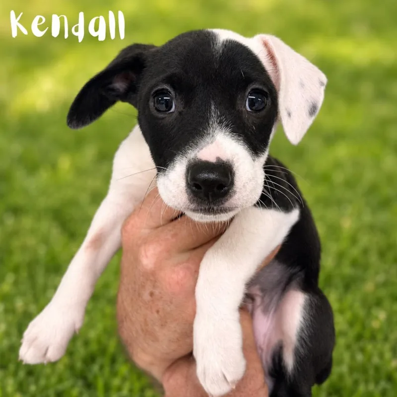 A baby medium-sized female Pit Bull Terrier dog named Kendall for adoption in Saint Petersburg, FL