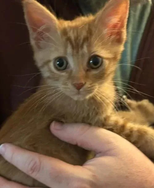 A baby small-sized male Orange & White Domestic Short Hair cat named Clementine for adoption in Davison, MI