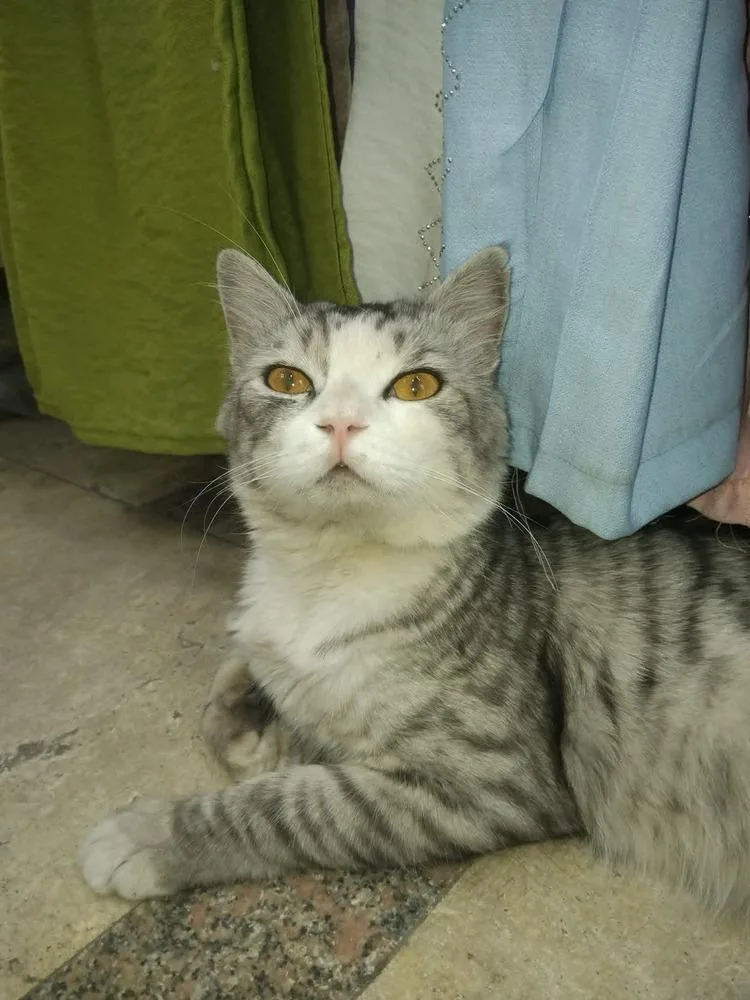 An adult medium-sized male British Shorthair cat named SimSim for adoption in WOLCOTT, CT