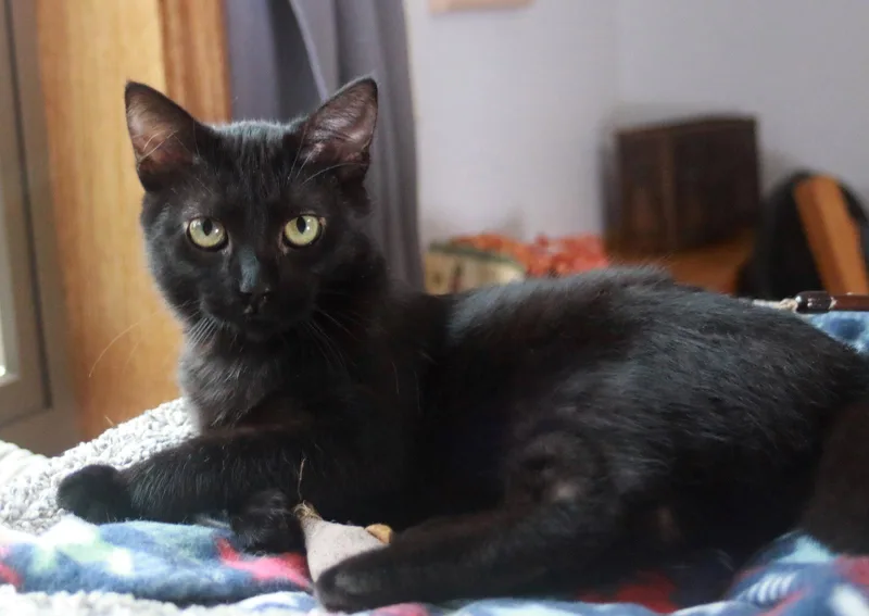 An adult small-sized female Black Domestic Short Hair cat named Velvet for adoption in Mankato, MN