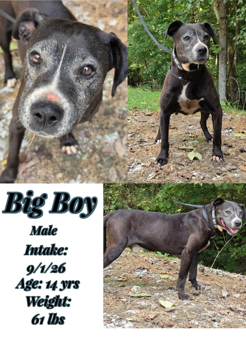 A senior large-sized male Black Pit Bull Terrier dog named Big boy for adoption in Staffordsville, KY