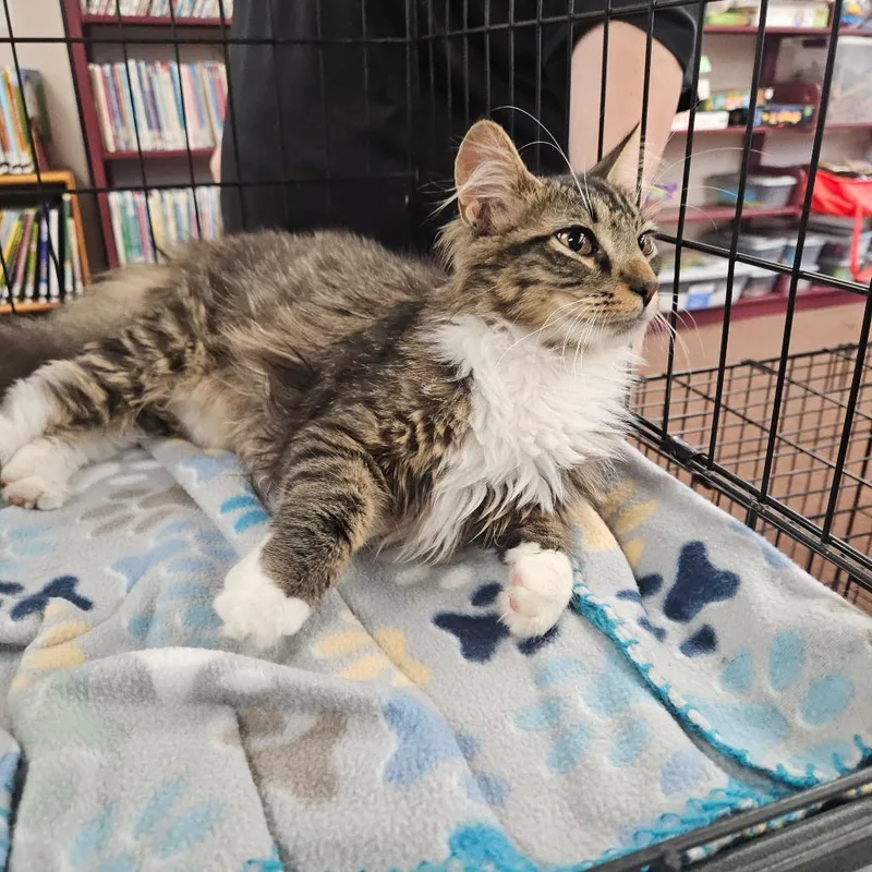 A young small-sized male Gray / Blue / Silver Domestic Long Hair cat named Count for adoption in Ringtown, PA