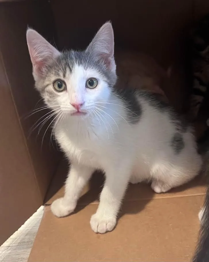 A baby small-sized female Domestic Short Hair cat named Venus for adoption in New Braunfels, TX