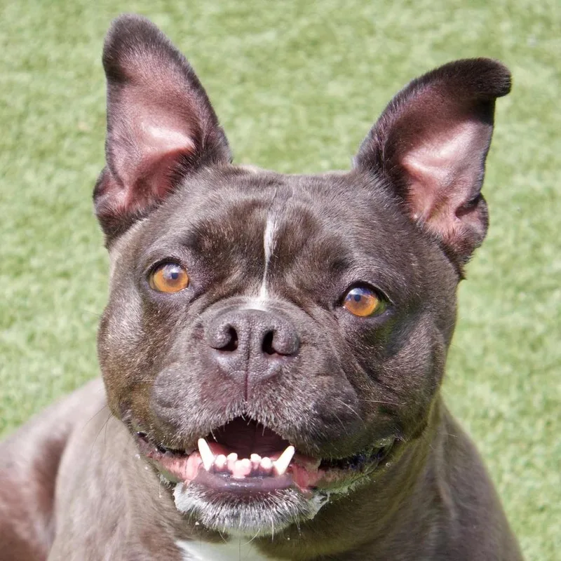 An adult medium-sized female Black French Bulldog dog named Bailey for adoption in Godfrey, IL