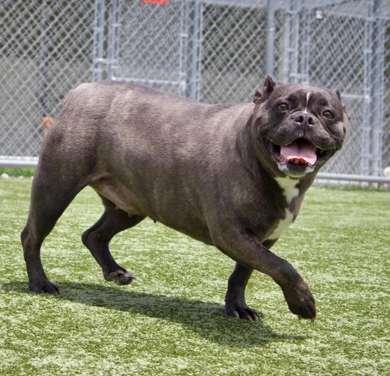 Bailey thumbnail 3