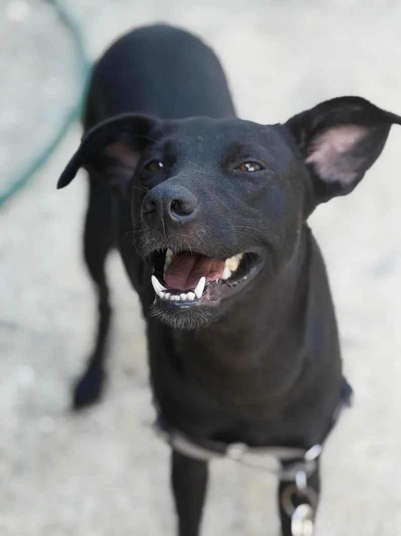 A young medium-sized female Mixed Breed dog named Jill for adoption in Rincon, PR