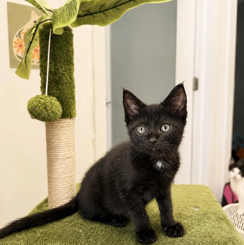 A baby small-sized male Domestic Short Hair cat named Dolce and Gabbana for adoption in Miami, FL