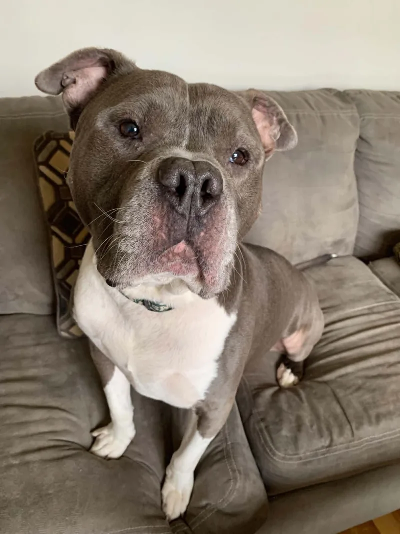 An adult medium-sized male Gray / Blue / Silver Pit Bull Terrier dog named Hoss for adoption in Wyandotte, MI