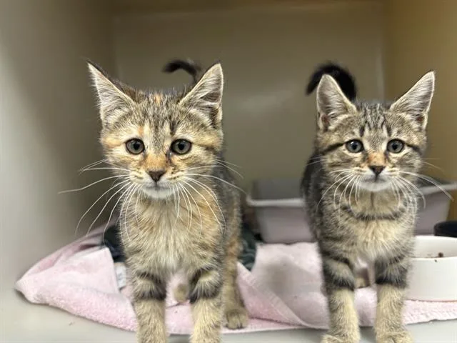 A baby small-sized female Domestic Medium Hair cat named Maude for adoption in Santa Cruz, CA