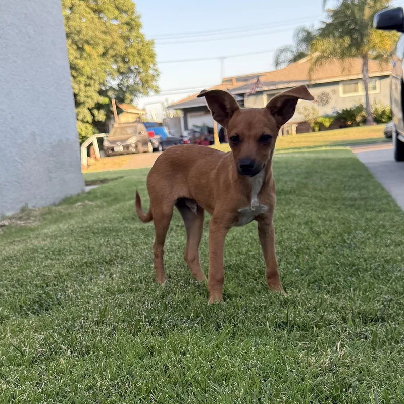 A baby small-sized male Red / Chestnut / Orange Chihuahua dog named Nacho Fry for adoption in Fresno, CA