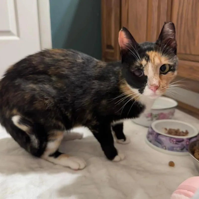 An adult medium-sized female Calico Domestic Short Hair cat named Cassiopeia for adoption in Fort Oglethorpe, GA