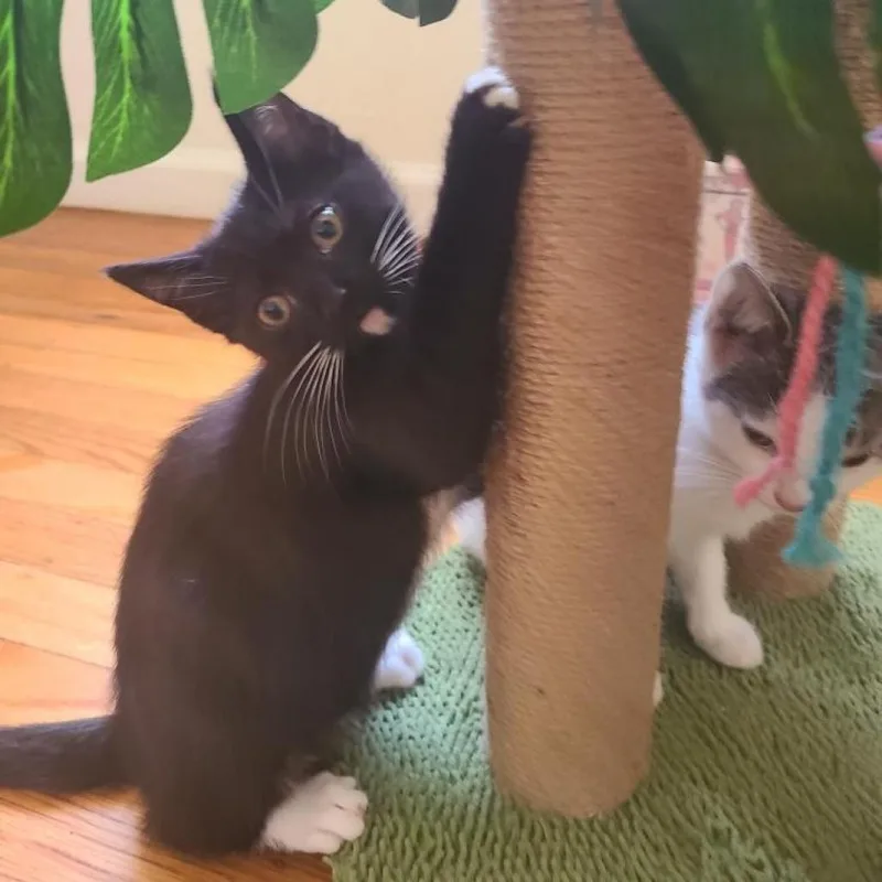 Giuseppe thumbnail 2