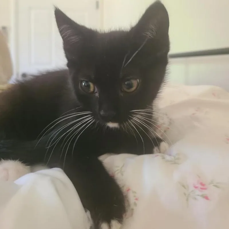 Giuseppe thumbnail 3