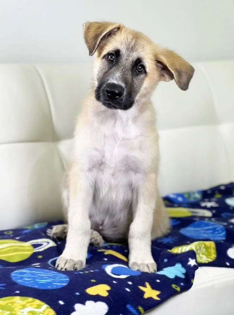 A baby medium-sized male Shepherd dog named Boy Meets World Litter for adoption in Savage, MN