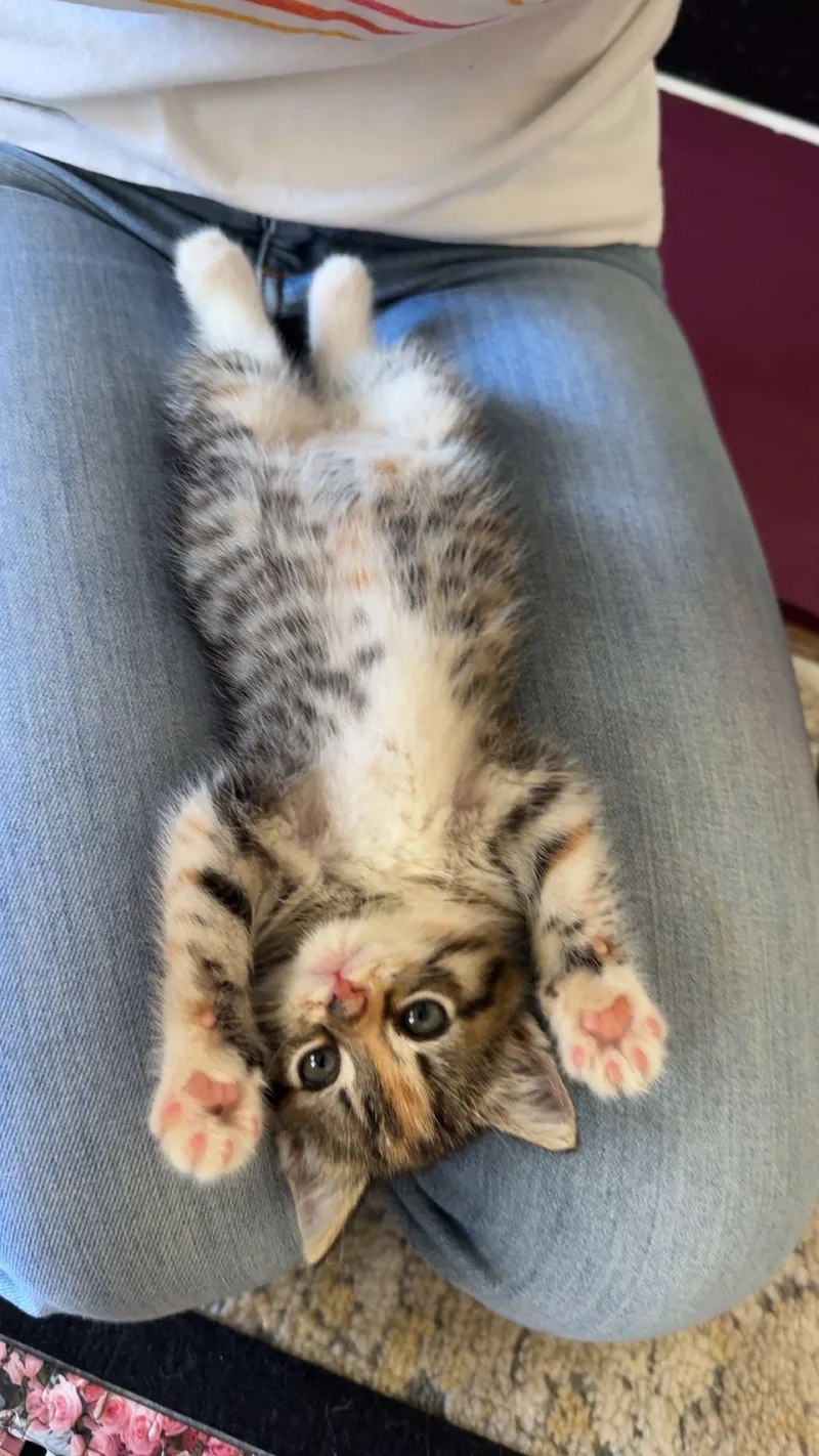 A baby medium-sized female Tabby (Brown / Chocolate) Domestic Medium Hair cat named Poppy for adoption in Columbia, SC