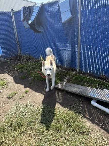 An adult large-sized male Siberian Husky dog named Bear for adoption in Kennewick, WA