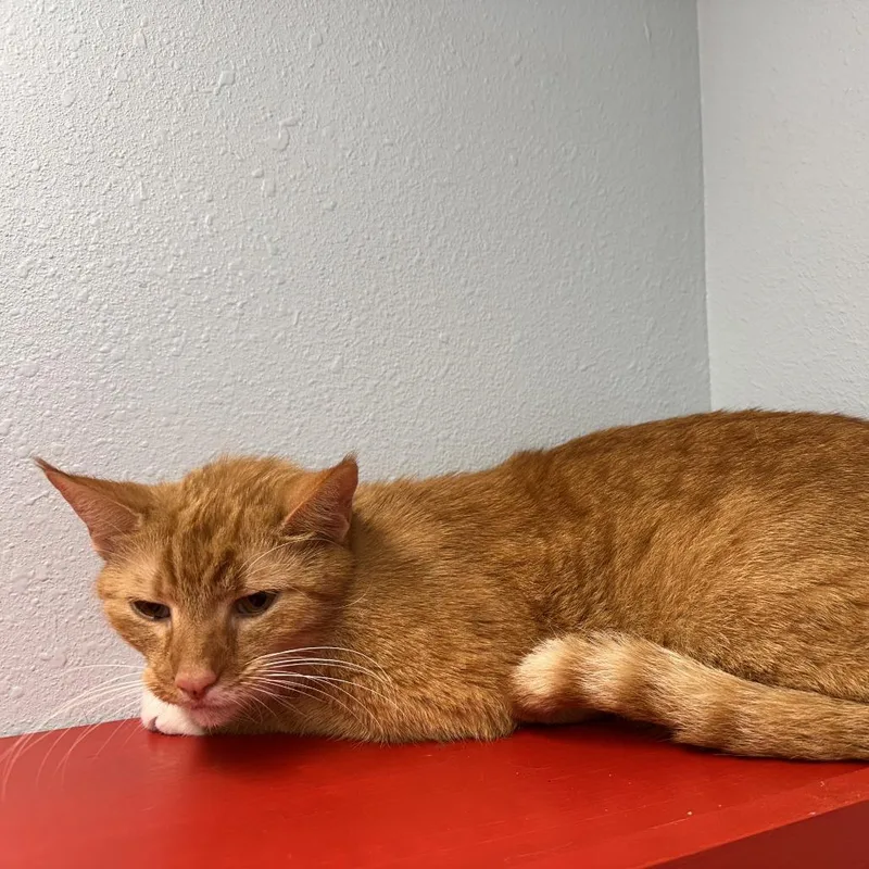 An adult medium-sized male Orange / Red Domestic Short Hair cat named Goose for adoption in Folsom, LA