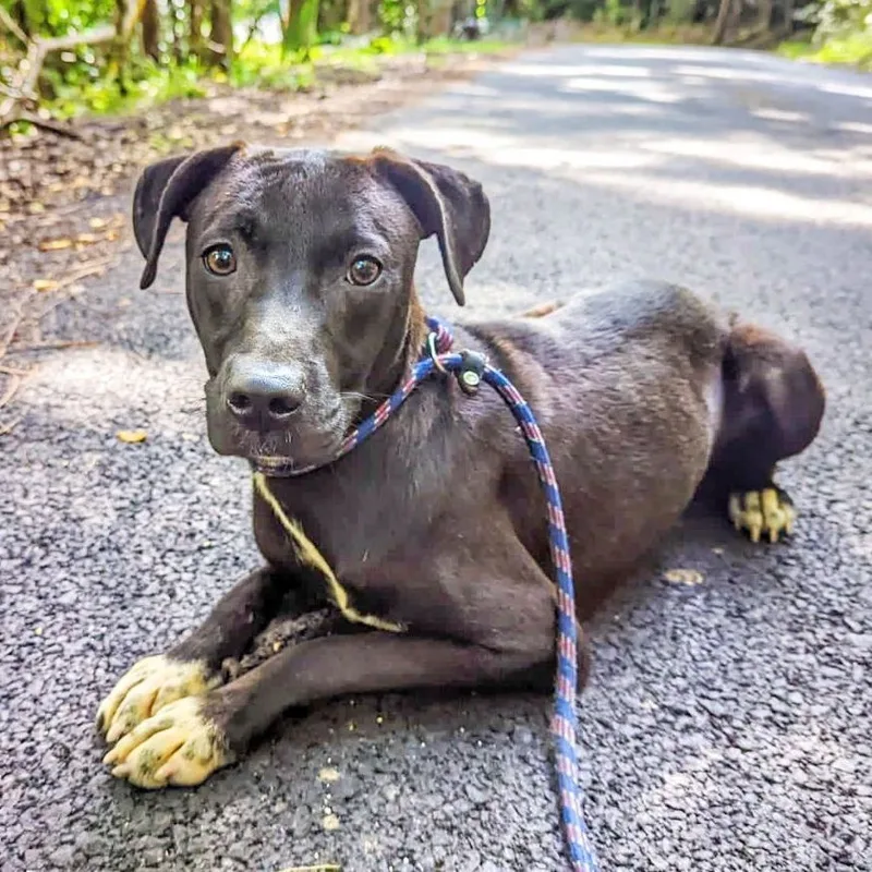 Arrow "my Goal Is thumbnail 2