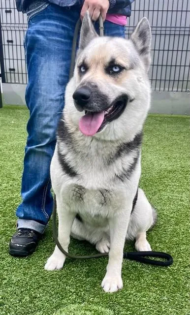 A young large-sized female German Shepherd Dog dog named Winnifred for adoption in Stockton, CA
