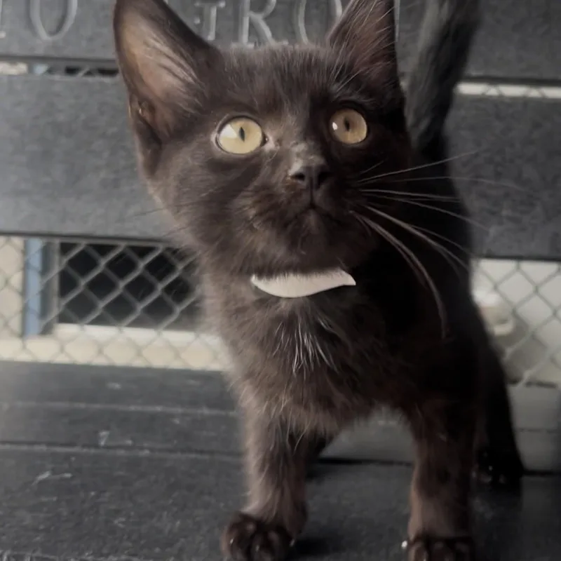 A baby small-sized male Black Domestic Short Hair cat named Alfie for adoption in New Philadelphia, OH