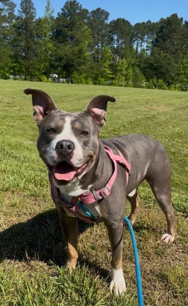 An adult medium-sized male Mixed Breed dog named Pumpkin for adoption in Oxford, NC