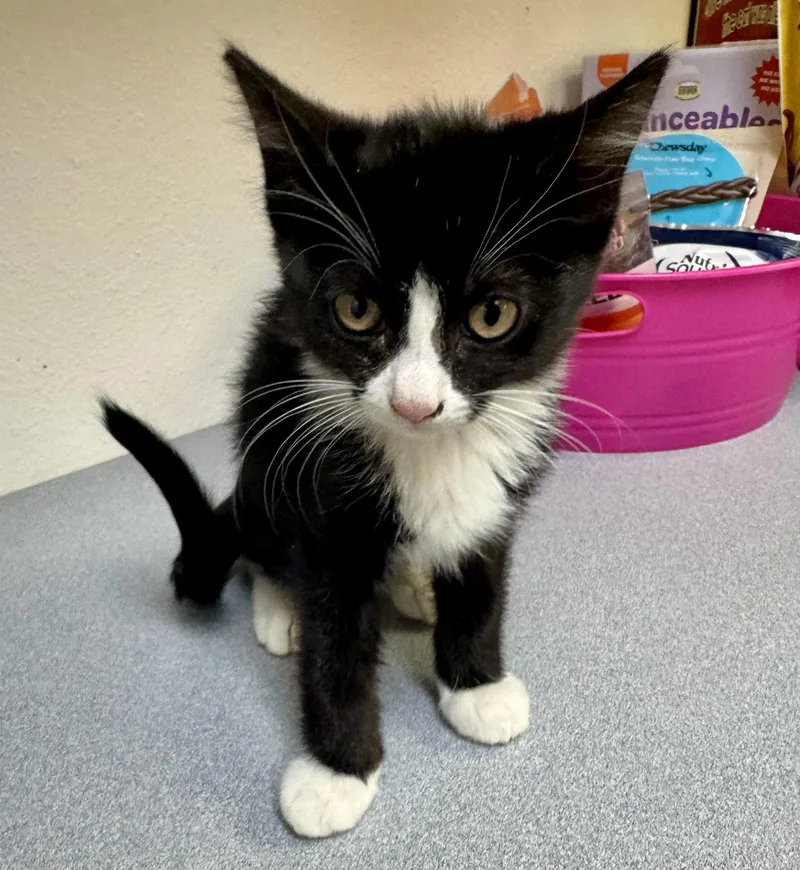 A baby medium-sized male Black & White / Tuxedo Domestic Short Hair cat named Puddles for adoption in Pocatello, ID