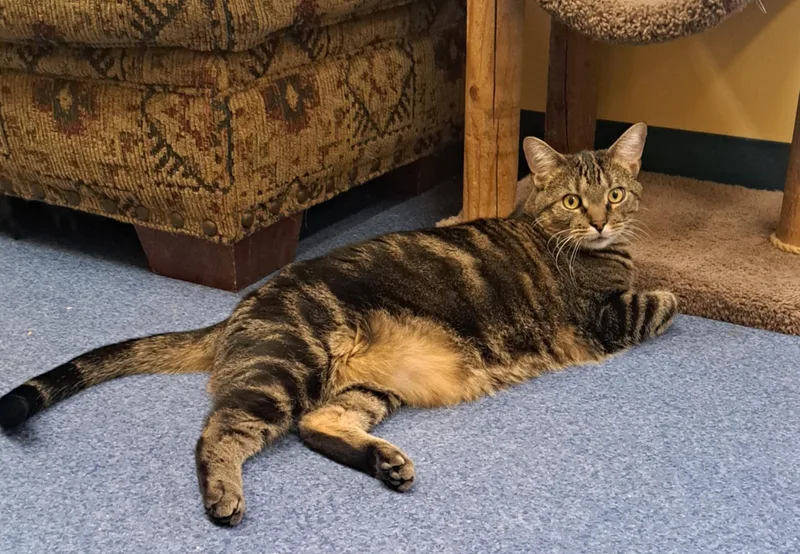 An adult large-sized male Tabby (Buff / Tan / Fawn) Domestic Short Hair cat named Bing Bong for adoption in Shelbyville, KY