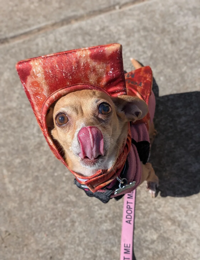 A senior small-sized female Chihuahua dog named Nina for adoption in East Point, GA