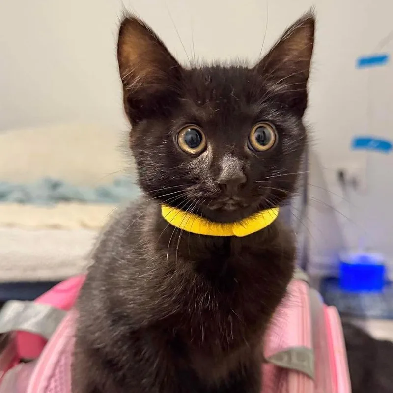 A baby small-sized female Black Domestic Short Hair cat named Clairo for adoption in Plainfield, IL
