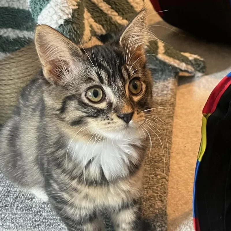 A baby small-sized female Tabby (Gray / Blue / Silver) Domestic Medium Hair cat named Pip for adoption in Portland, OR