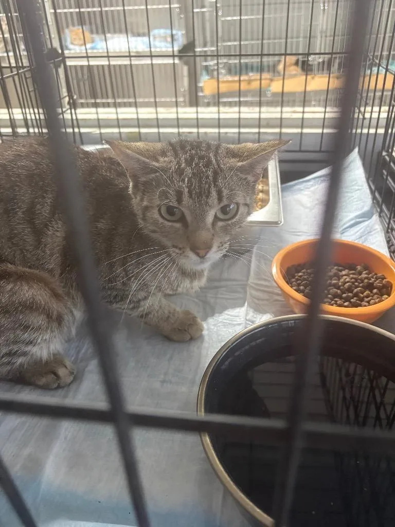A young large-sized female Domestic Short Hair cat named Atat for adoption in Brownwood, TX