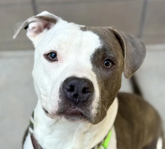 A young medium-sized male Pit Bull Terrier dog named Jr for adoption in Tucson, AZ