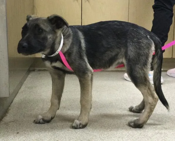 A baby small-sized female German Shepherd Dog dog named Butterfly for adoption in Riverside, CA