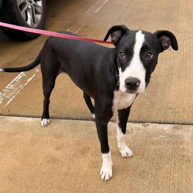 A young medium-sized male Black Feist dog named Sox U for adoption in Tupelo, MS