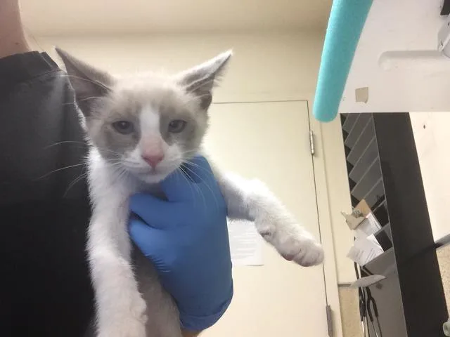 A young small-sized male Domestic Short Hair cat named Yuta for adoption in Riverside, CA