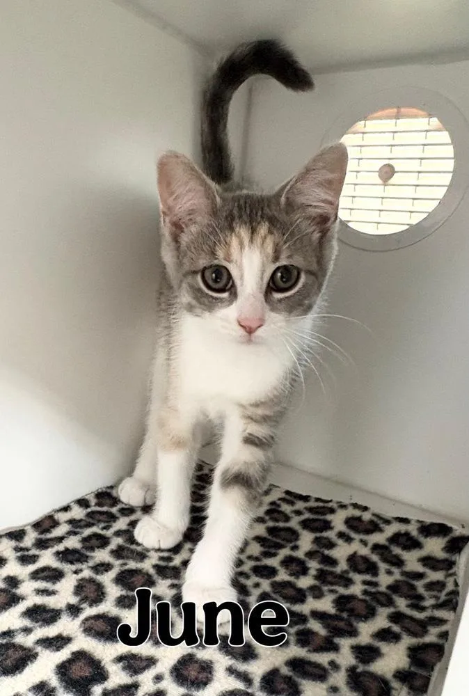 A baby small-sized female Gray & White Domestic Short Hair cat named June for adoption in Rochester, IN