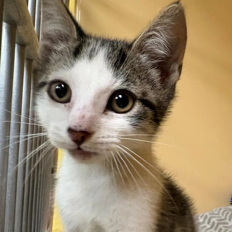 A baby small-sized male Brown / Chocolate Domestic Short Hair cat named Mike for adoption in East Hanover, NJ