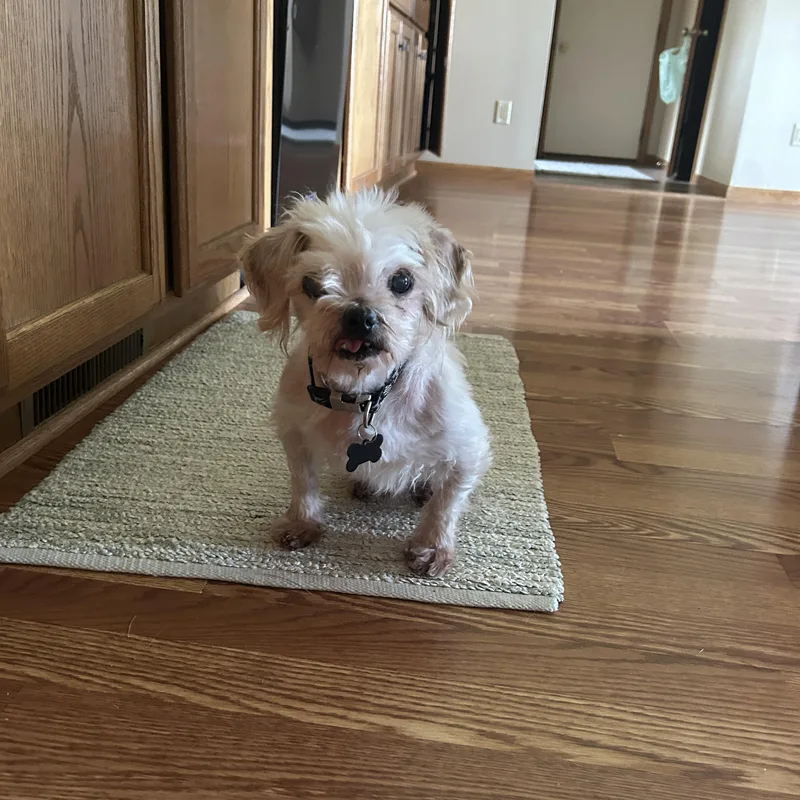 A senior small-sized male White / Cream Shih Tzu dog named Petey for adoption in Whitewater, WI