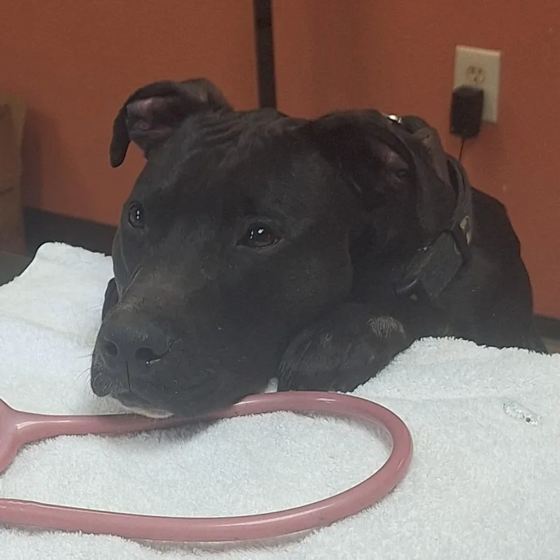 An adult medium-sized male Black Pit Bull Terrier dog named Mozz for adoption in Flagstaff, AZ