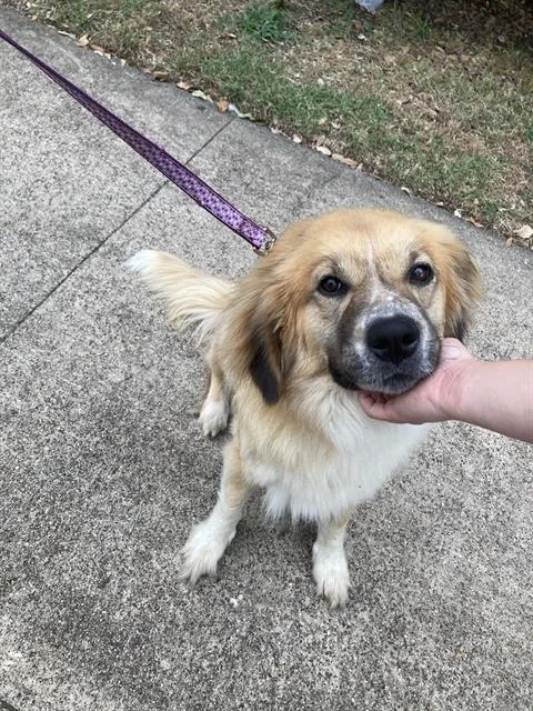 An adult large-sized female Mixed Breed dog named Clair for adoption in Dallas, TX