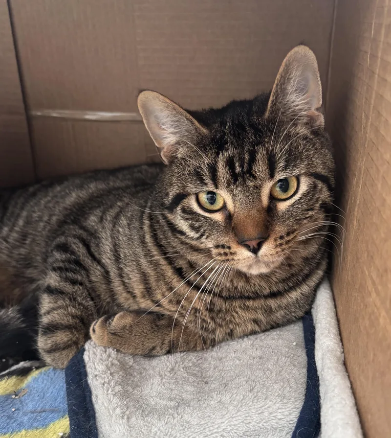 A young medium-sized male Tabby (Brown / Chocolate) Domestic Short Hair cat named Bennie for adoption in Richland Center, WI