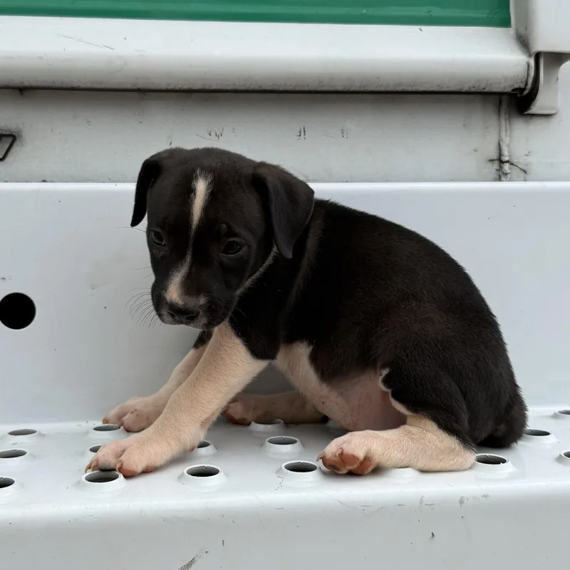 A baby medium-sized female White / Cream Pit Bull Terrier dog named Cassandra for adoption in Columbia, SC
